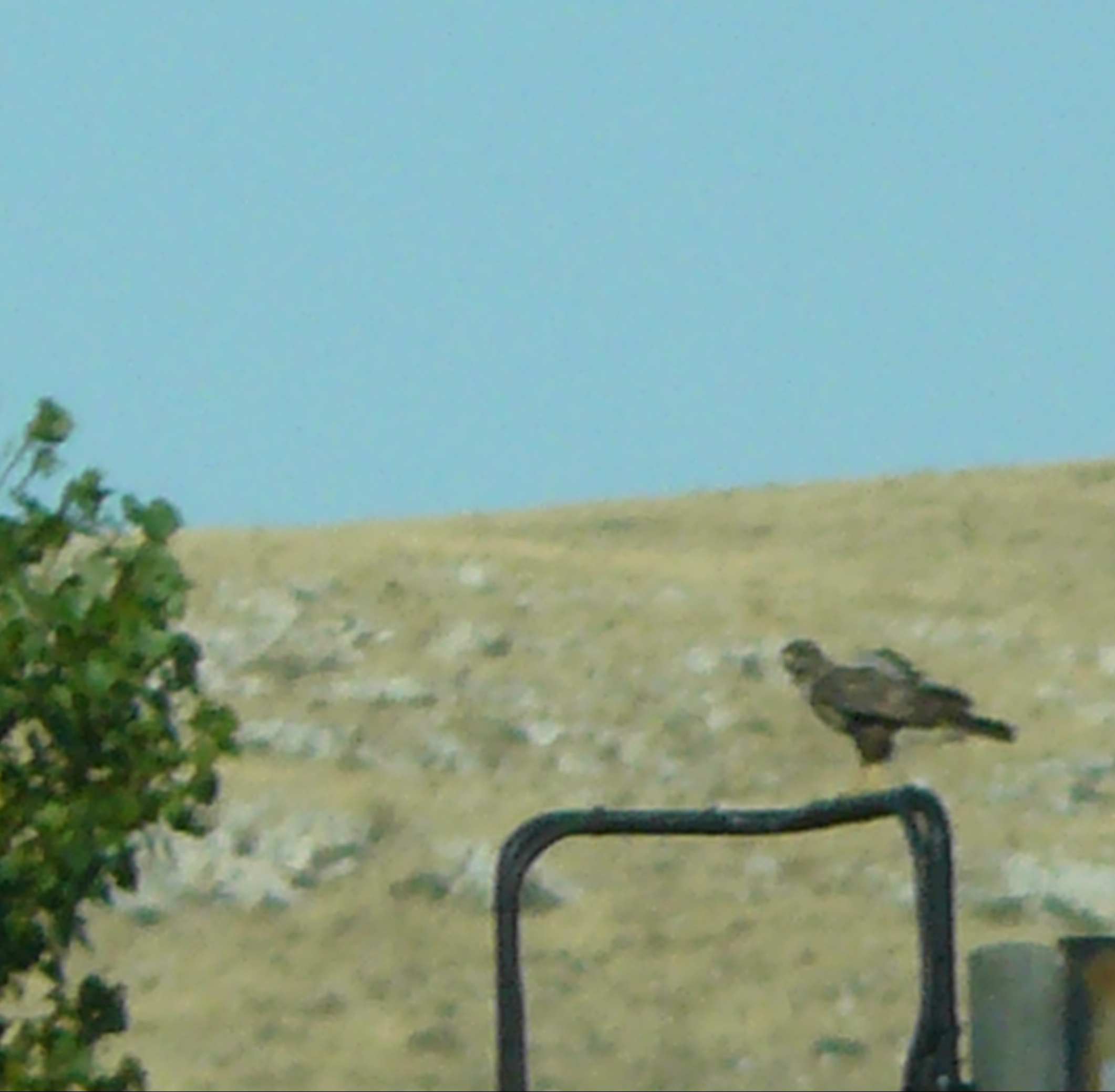 Identificazione rapace 2